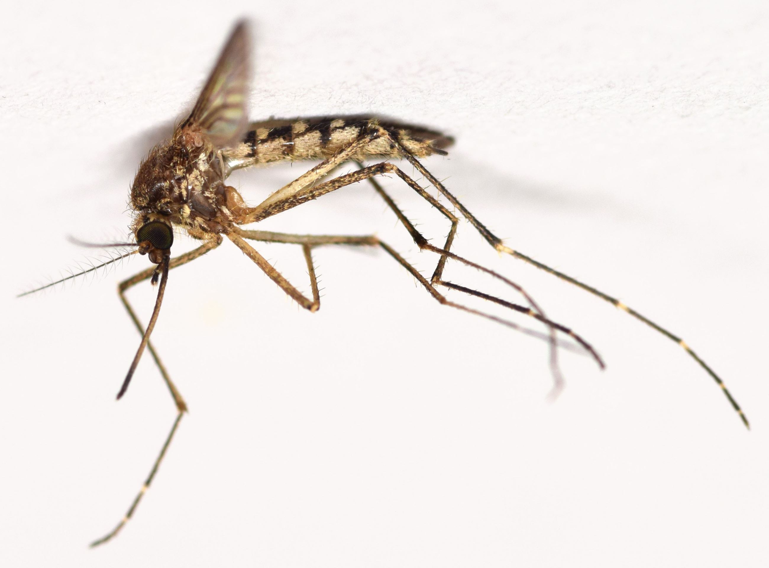 Aedes Vexans