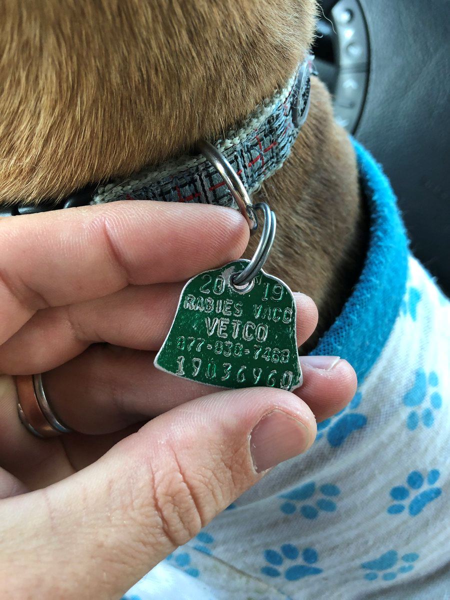 dog with rabies tag
