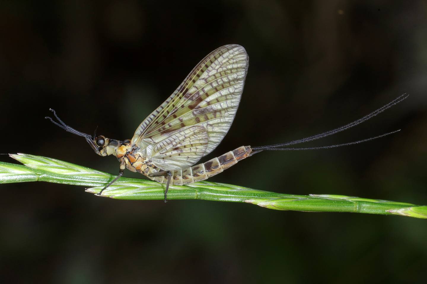 Mayfly