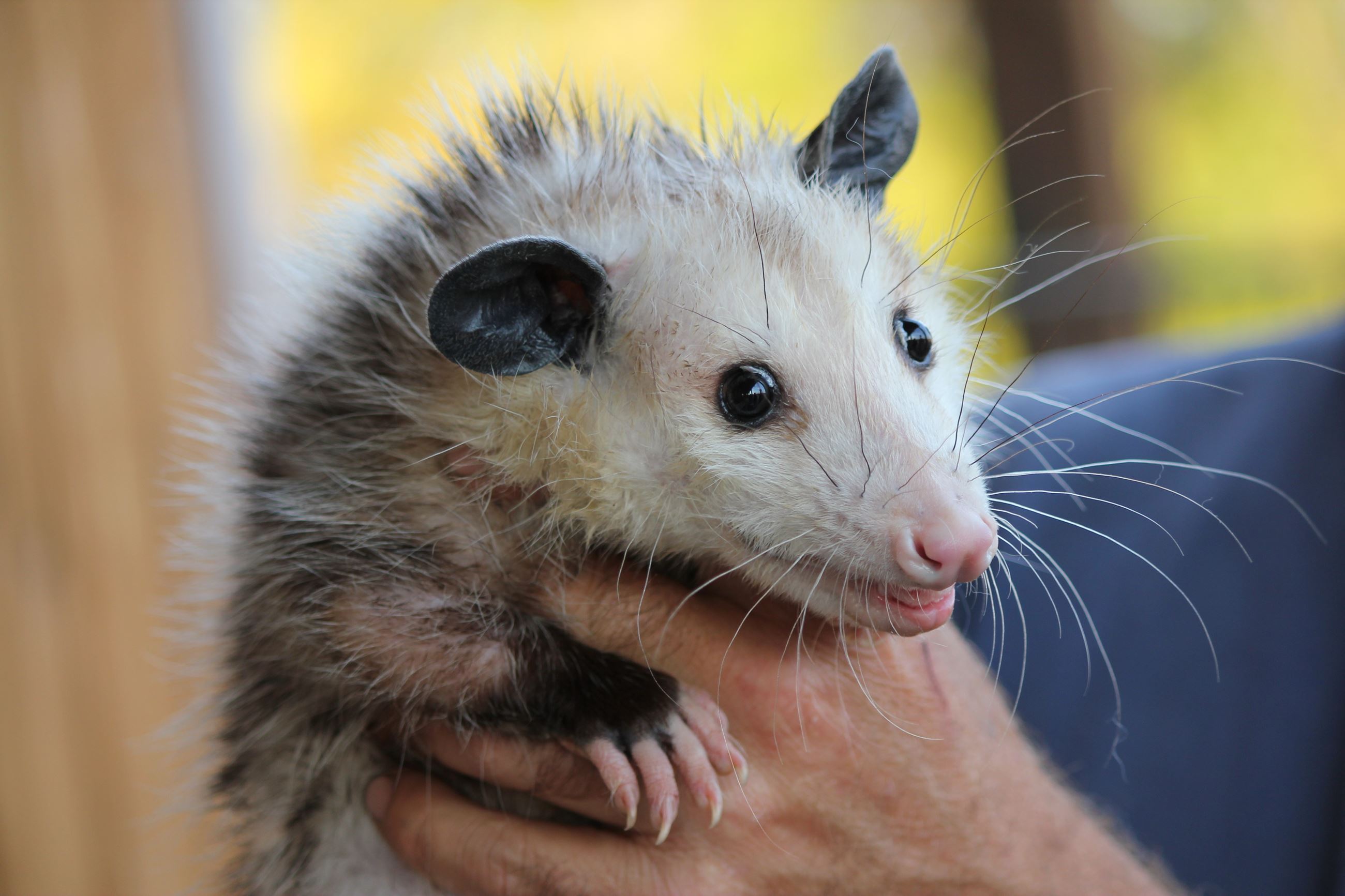 person hold an opossum person hold an opossum